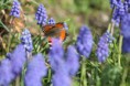 /album/insectes/img-5890-jpg/