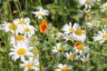 /album/fleurs/img-1708-jpg/