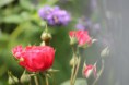 /album/fleurs/img-1882-jpg/