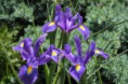/album/fleurs/img-2100-jpg/