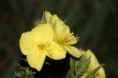 /album/fleurs/img-2529-jpg/