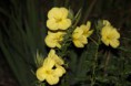/album/fleurs/img-2530-jpg/