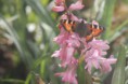 /album/insectes/img-0890-jpg/