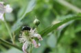 /album/insectes/img-1698-jpg/