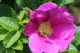 /album/insectes/img-1702-jpg/