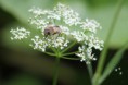 /album/insectes/img-1880-jpg/