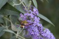 /album/insectes/img-2128-jpg/