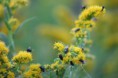 /album/insectes/img-2504-jpg/