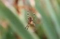 /album/insectes/img-2518-jpg/