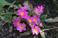 /album/fleurs/img-1118-jpg/