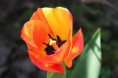 /album/fleurs/img-1249-jpg/
