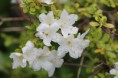 /album/fleurs/img-1419-jpg/