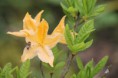 /album/fleurs/img-1420-jpg/