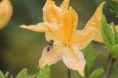 /album/fleurs/img-1421-jpg/