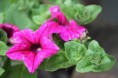 /album/fleurs/img-1422-jpg/
