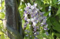 /album/fleurs/img-1597-jpg/