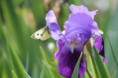 /album/fleurs/img-1625-jpg/