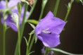 /album/fleurs/img-1752-jpg/