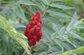 /album/fleurs/img-2571-jpg/