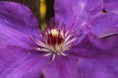 /album/fleurs/img-8382-jpg/