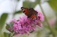 /album/insectes/img-2572-jpg/