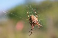 /album/insectes/img-2633-jpg/